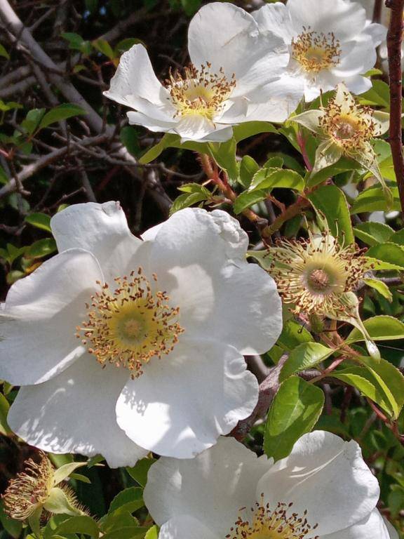 本指名の真面目なМ雄さん。