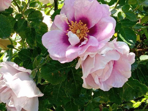 いつも気遣いの本指名様?