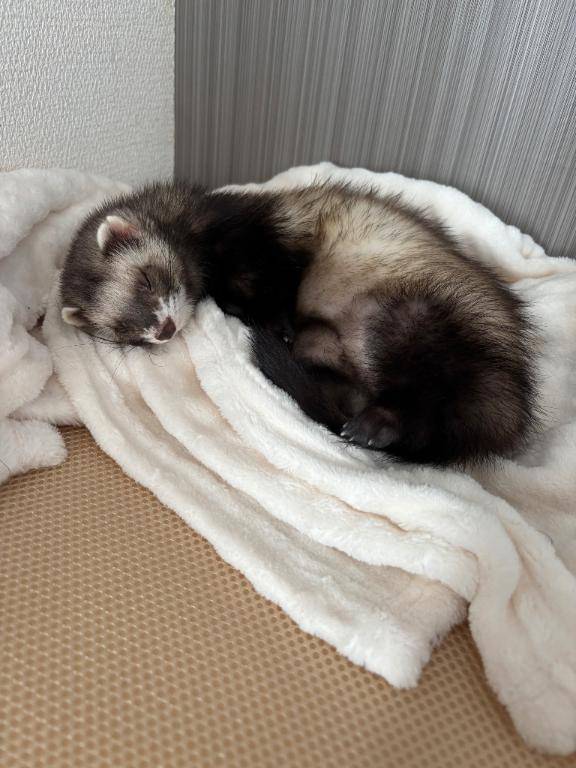 楓(かえで)（出張メンズエステ TORICO SPA 高知店）