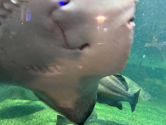 楓(かえで)（出張メンズエステ TORICO SPA 高知店）