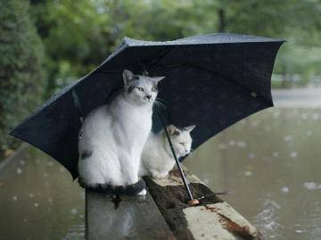 雨ばかり...(*`н´*)