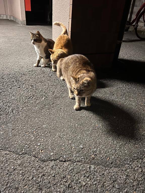 ぽっぽー