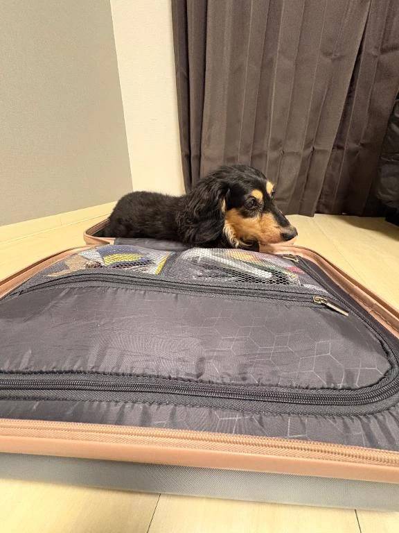 井上 みさき（妻の友人）