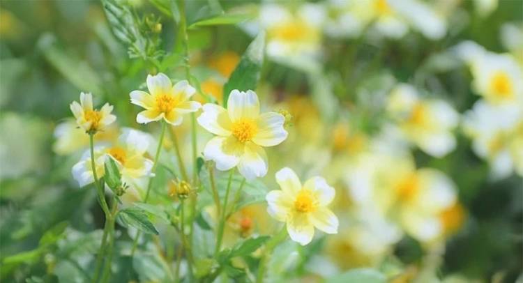 12月8日の花と花言葉