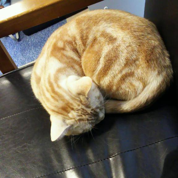 パンダさんへ??