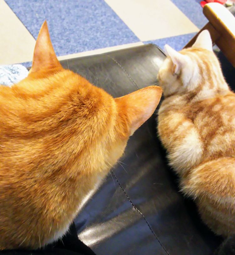 猫好きさんへ🕊💌