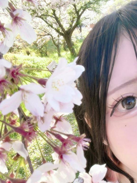 さくらー！🌸🐈