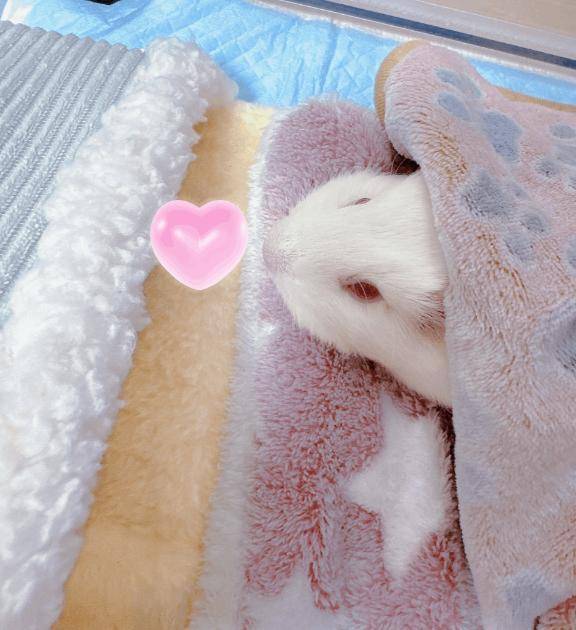 ぷい🐹