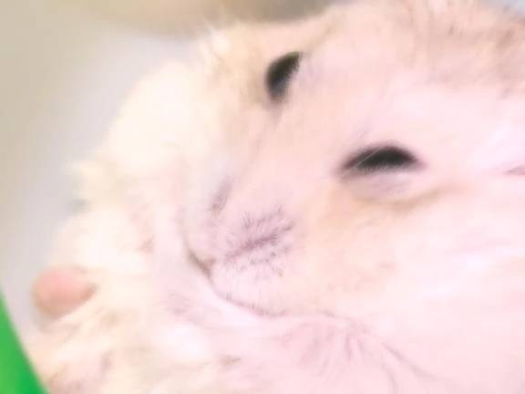 はむすた🌟