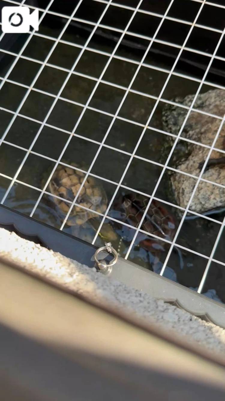 🐢