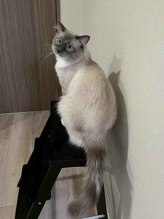 コッチダヨ
