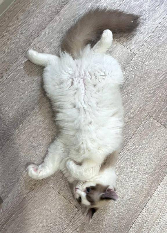 猫吸いまくり