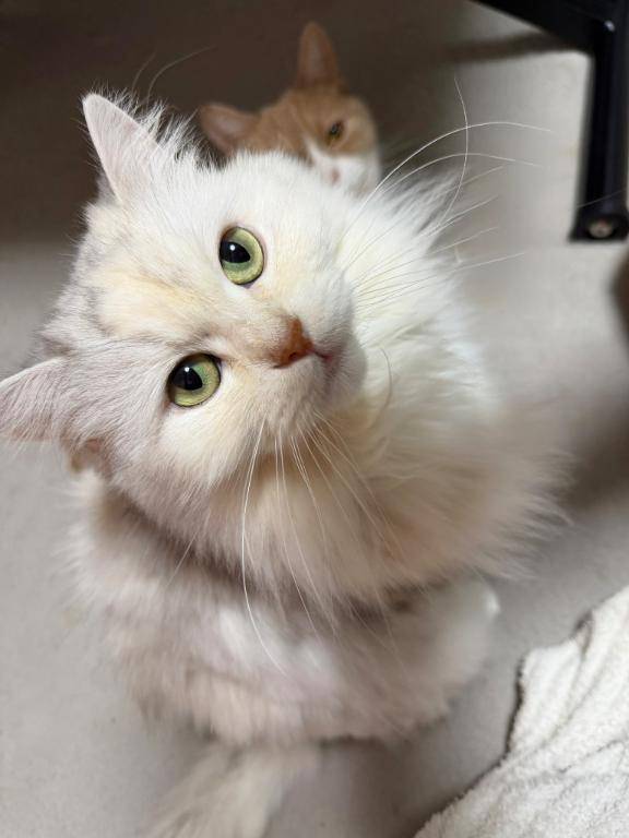 🩷🐱