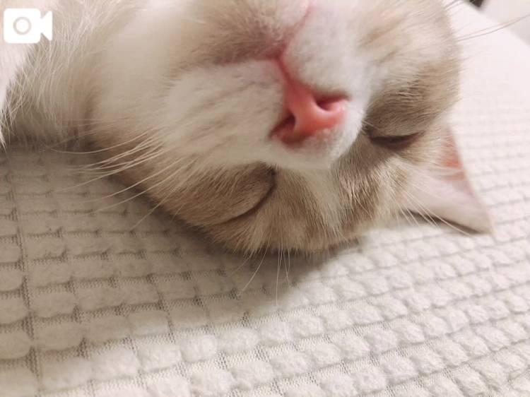 🩷愛猫さん