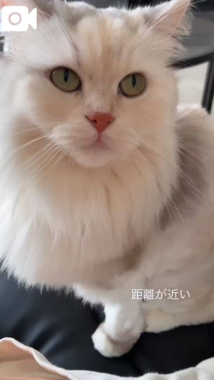 🩷今日のにゃんこ🐈‍⬛