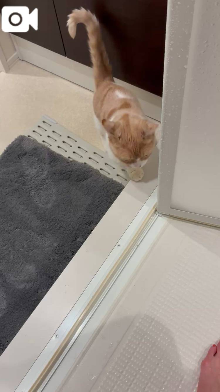 🩷今日のにゃんこ