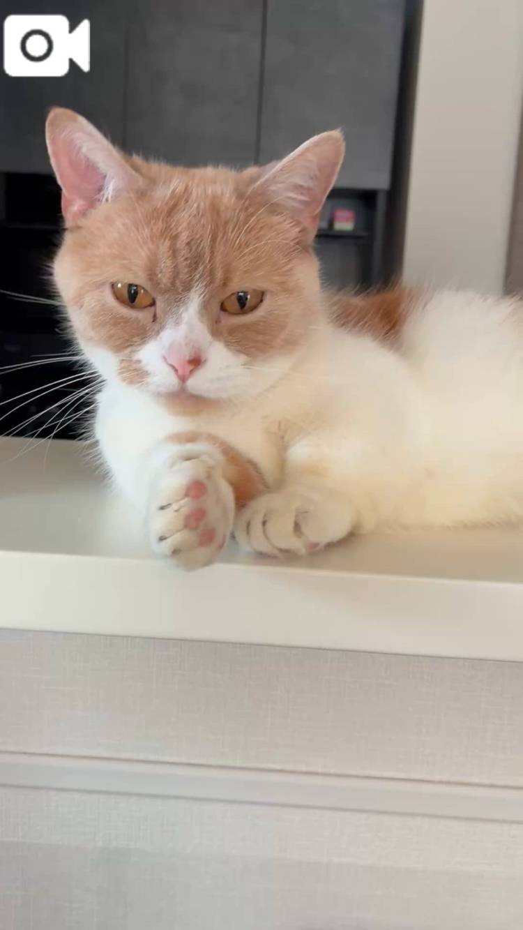 🩷今日のにゃんこ