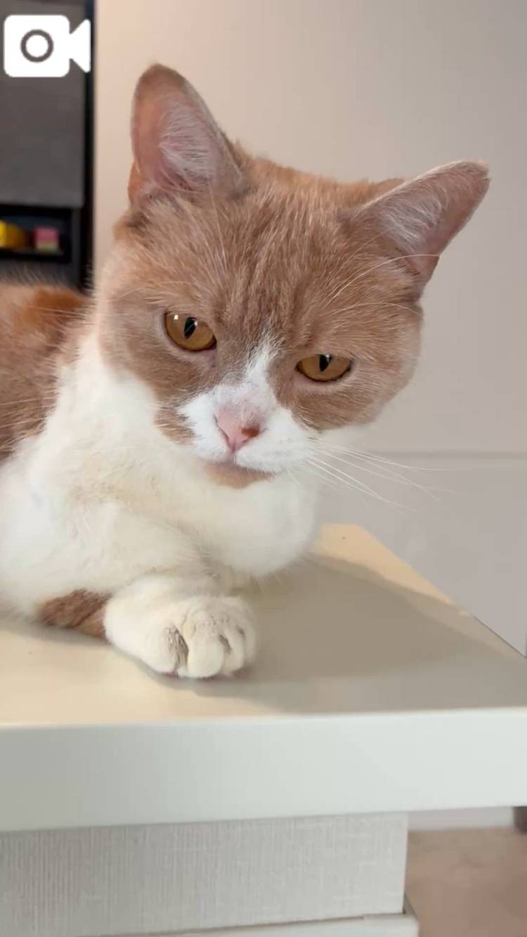 🩷今日のにゃんこ