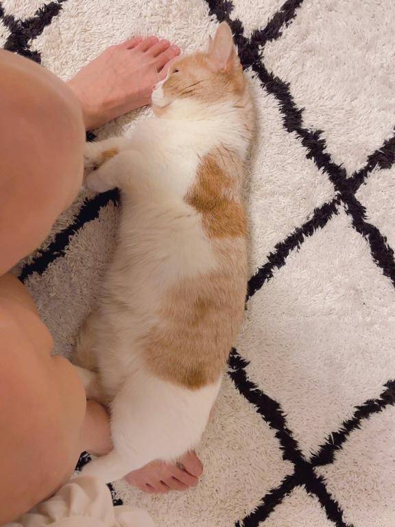 🩷今日のにゃんこ