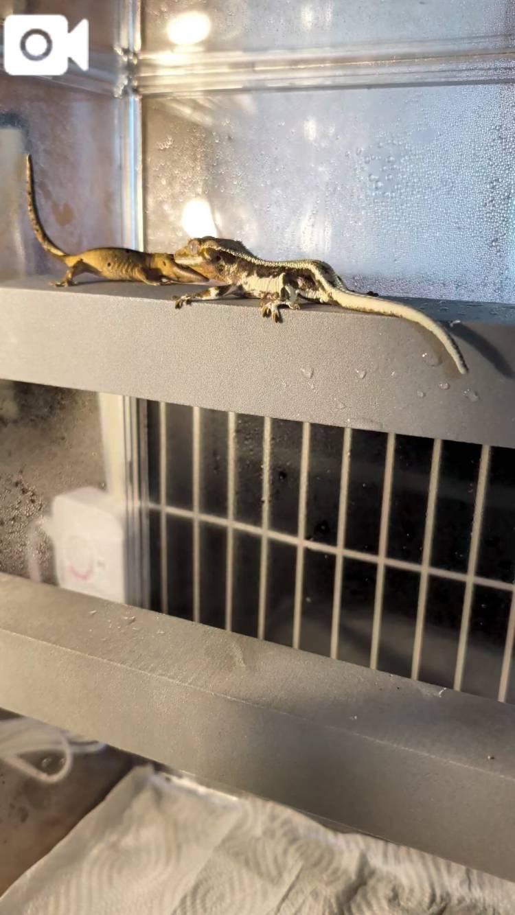 我が家の住人